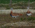 Birdwatching in Alentejo